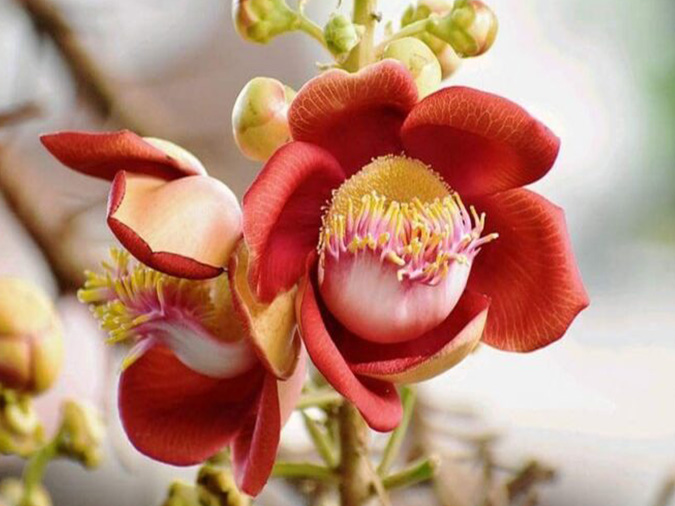 11 bài thơ về hoa Sala hay, thơ về hoa vô ưu không phiền muộn