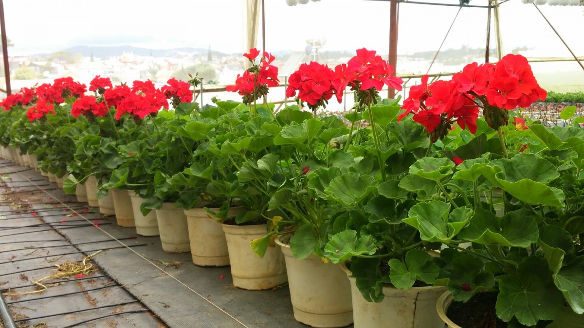 Bí Quyết Trồng Và Chăm Sóc Cây Hoa Phong Lữ Rực Rỡ